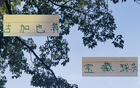 蔣內(nèi)傷，大連賽，馬艾誰得機？