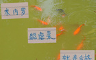 中超強(qiáng)隊(duì)，米內(nèi)羅申花C位，前鋒穩(wěn)虐，實(shí)力合格。