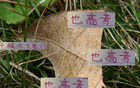 中超豪門6月7日戰(zhàn)，海港進球7粒領(lǐng)跑