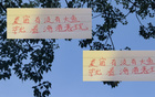 深圳申花等隊引外援國腳，夏窗期待海港大魚。