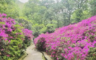 今夜鎮(zhèn)江，杜鵑紅盛開，信念待果。