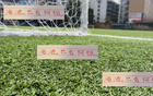 收手阿祖，亞歷斯祖海港能否成陳晉一？